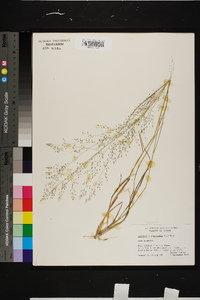 Eragrostis capillaris image