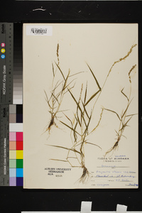 Eragrostis ciliaris image