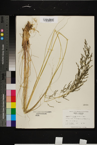 Eragrostis curvula image