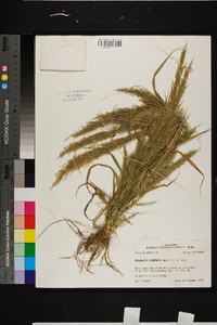 Eragrostis japonica image