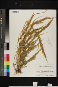 Eragrostis japonica image