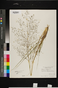 Eragrostis intermedia image