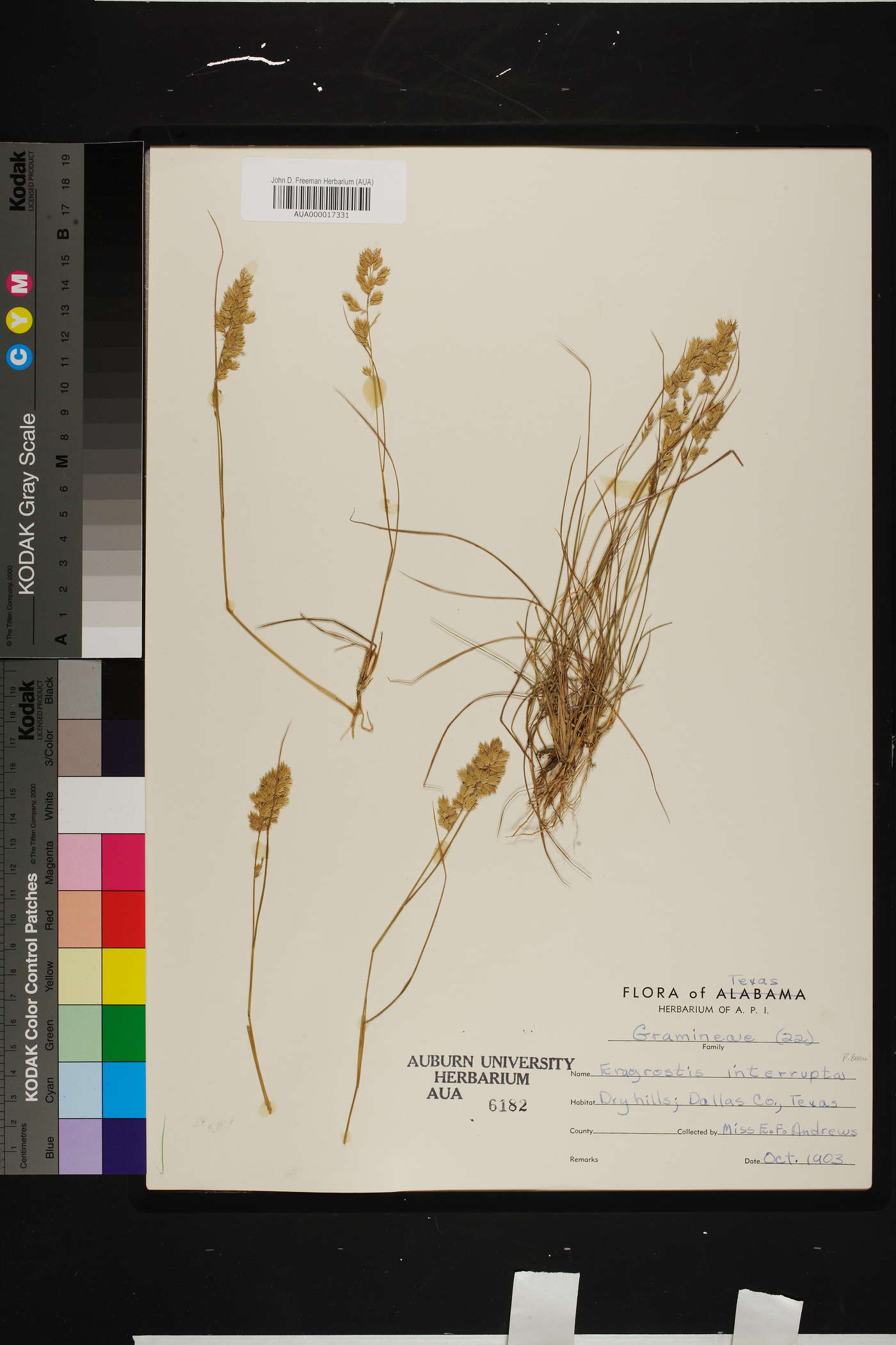 Eragrostis interrupta image