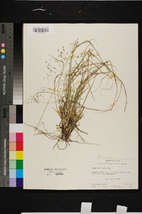 Eragrostis lugens image