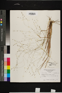 Eragrostis refracta image