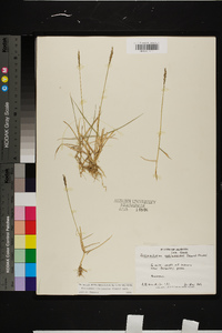 Eremochloa ophiuroides image