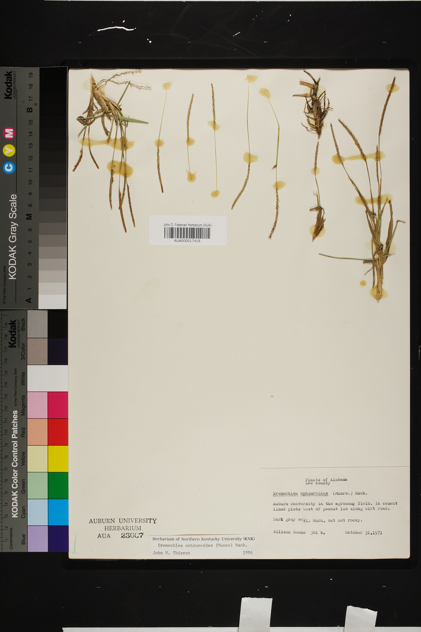 Eremochloa ophiuroides image