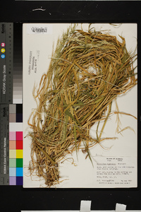 Eriochloa contracta image