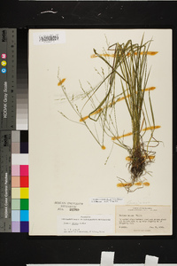 Festuca subverticillata image