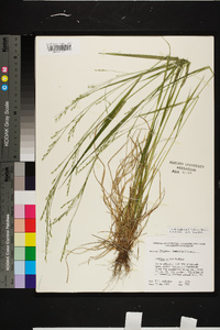 Festuca subverticillata image