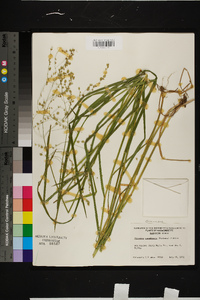 Glyceria canadensis image