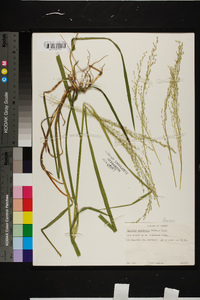 Glyceria canadensis image