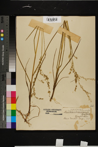 Glyceria canadensis image