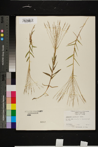 Gymnopogon brevifolius image