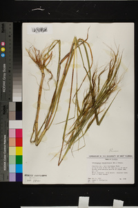 Heteropogon melanocarpus image