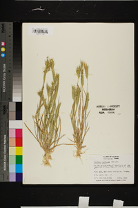 Hordeum pusillum image