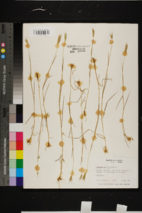 Hordeum pusillum image