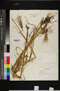 Hordeum vulgare image