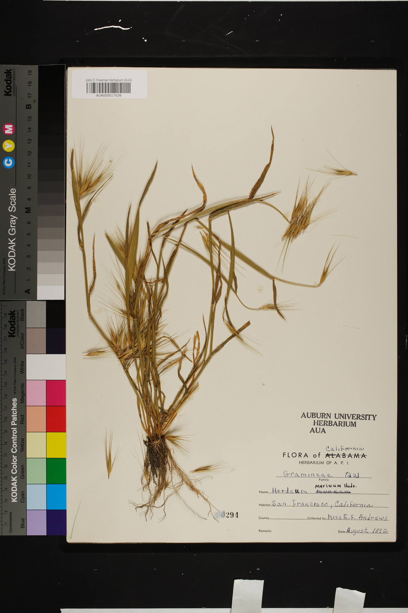 Hordeum marinum image