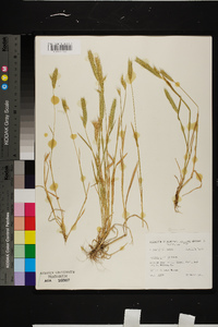 Hordeum pusillum image