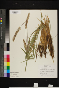 Imperata cylindrica image