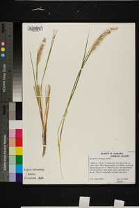 Imperata cylindrica image