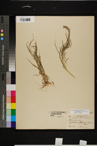 Leptochloa panicea image