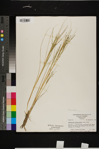 Diplachne fusca subsp. fascicularis image