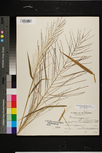 Leptochloa panicea subsp. brachiata image