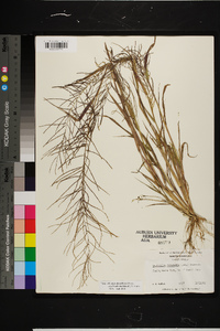 Leptochloa panicea image