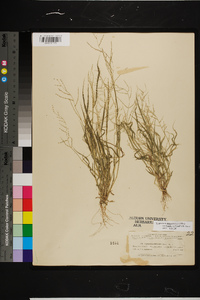 Leptochloa panicea subsp. brachiata image