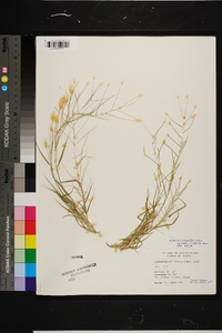 Leptochloa panicea subsp. brachiata image