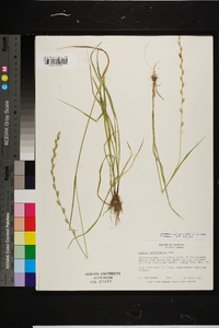 Lolium perenne subsp. multiflorum image