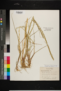 Lolium perenne subsp. multiflorum image