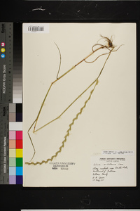 Lolium perenne subsp. multiflorum image