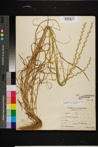 Lolium perenne subsp. multiflorum image