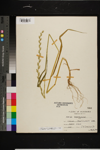 Lolium perenne subsp. multiflorum image