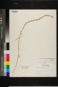 Lolium perenne subsp. multiflorum image