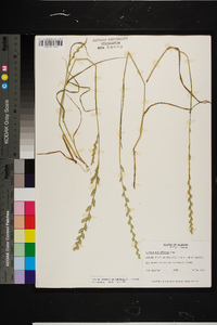 Lolium perenne subsp. multiflorum image