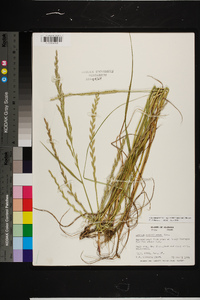 Lolium perenne subsp. multiflorum image