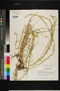 Lolium perenne subsp. multiflorum image