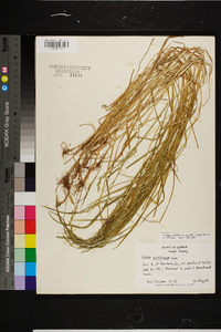 Lolium perenne subsp. multiflorum image