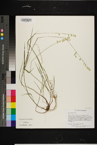 Melica mutica image