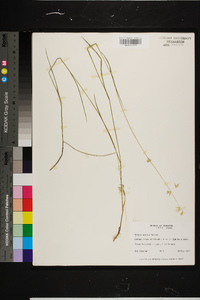 Melica mutica image