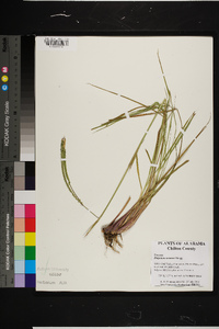 Paspalum notatum image