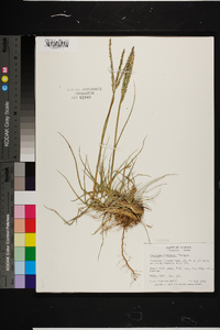 Paspalum notatum image