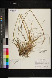 Paspalum notatum image