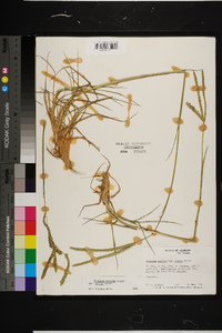 Paspalum notatum var. saurae image