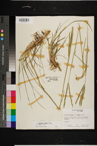 Paspalum notatum var. saurae image