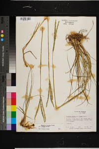 Paspalum notatum image